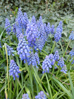 P1320873.webp