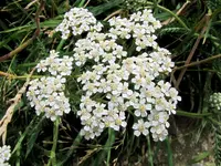IMG_4442v.webp
