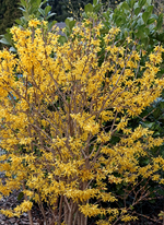 Forsythie_voll blühend_gelb_700.webp