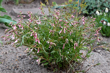 Frühingsplattererbse_Knospen_700.webp