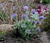 Küchenschelle_lila_Blüten_filigran_700.webp