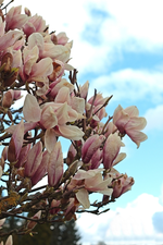 Magnolie_Blüten_weiss_pink_700.webp