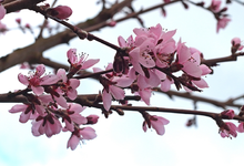 Pfirsich_Blüte_Obst_17042015_700.webp