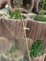 k-P1080634.webp