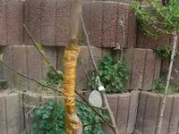 k-P1080651.webp