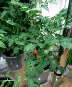 DSCN5084.2,JPG.webp