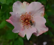 Dainty.webp