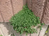 k-P1080649.webp