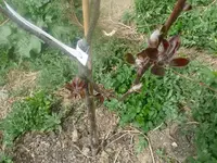 k-P1080646.webp