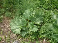 k-P1080640.webp