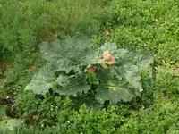 k-P1080641.webp
