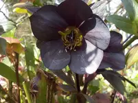 blue lady.webp