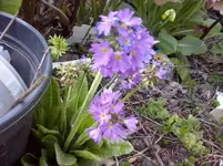 CAM00153.webp
