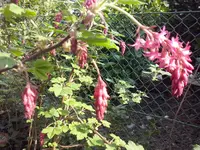 Johannisbeeren.webp