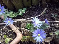 Frühlingsannemone.webp