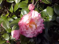 CAM00132.webp