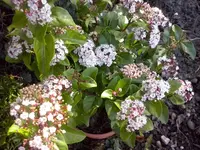 CAM00170.webp