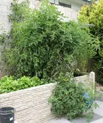 Tomaten 2014.webp