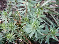 DSCN7554.webp