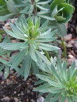 DSCN7555.webp