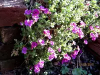 IMG_4284.webp