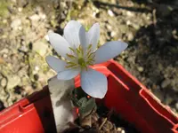 kanadischer blutwurz_1024x768.webp