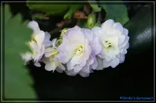comp_DSC03166.webp