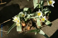 Wildtulpe 1.webp