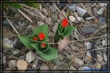 Wildtulpe 3.webp
