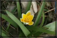 Wildtulpe 4.webp