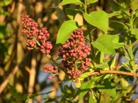 CIMG0111.webp