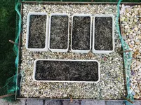 Samenproben mit Vogelnetz.webp