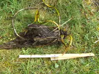 BILD3886.webp