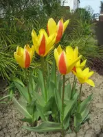 Wildtulpen.webp