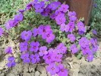 Blaukissen.webp