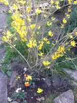 forsythie.webp