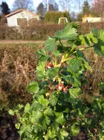 Johannisbeere.webp