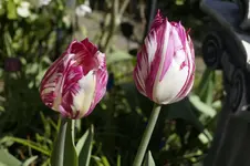 _DSC7970.webp