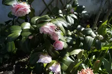 _DSC7973.webp