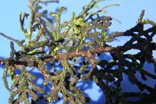 P4192148.webp