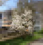 Strauch_Gesamtaufbau.webp