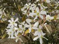 Strauch_Blüten_nah.webp