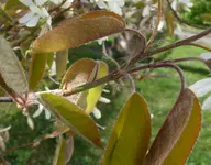 Strauch_Blattbehaarung.webp