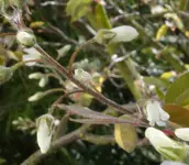 Strauch_Blütenknospen.webp