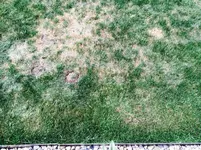 Komatöser Rasen am 18.04.2015.webp