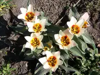 100_5915.webp