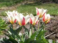 100_5916.webp