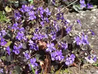 Viola labradorica.webp