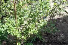 SAM_0533.webp