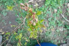 SAM_0535.webp
